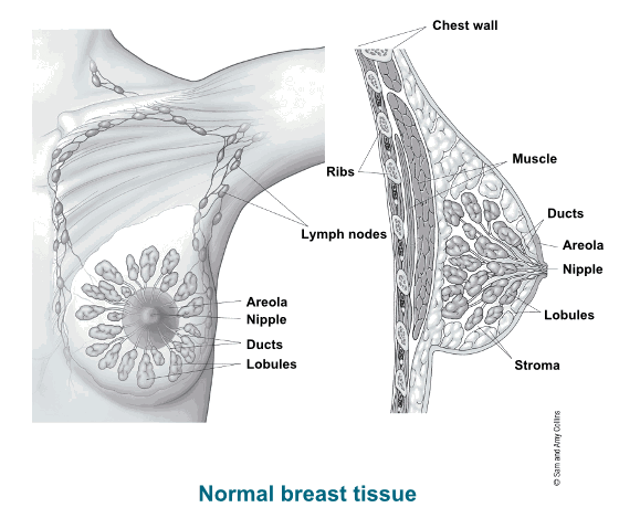 شكل توضيحي يظهر تشريح الثدي من المشاهد الأمامية والجانبية