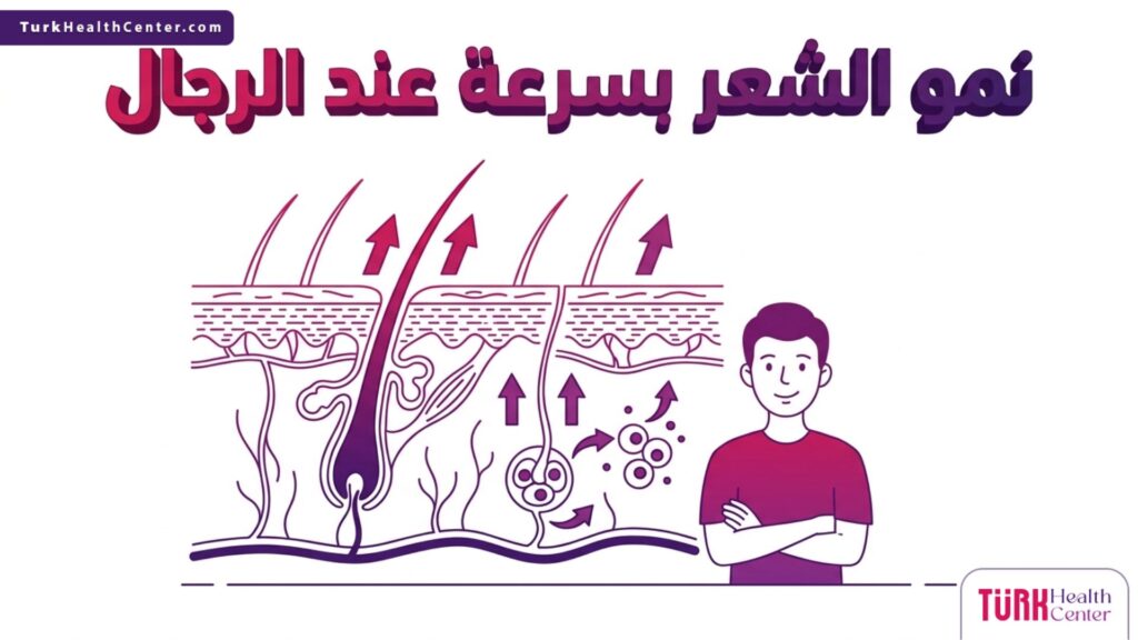 مخطط إنفوجرافيك تشريحي دقيق يوضح تركيبة بصيلات الرأس والآلية العلمية وراء نمو الشعر بسرعة عند الرجال.