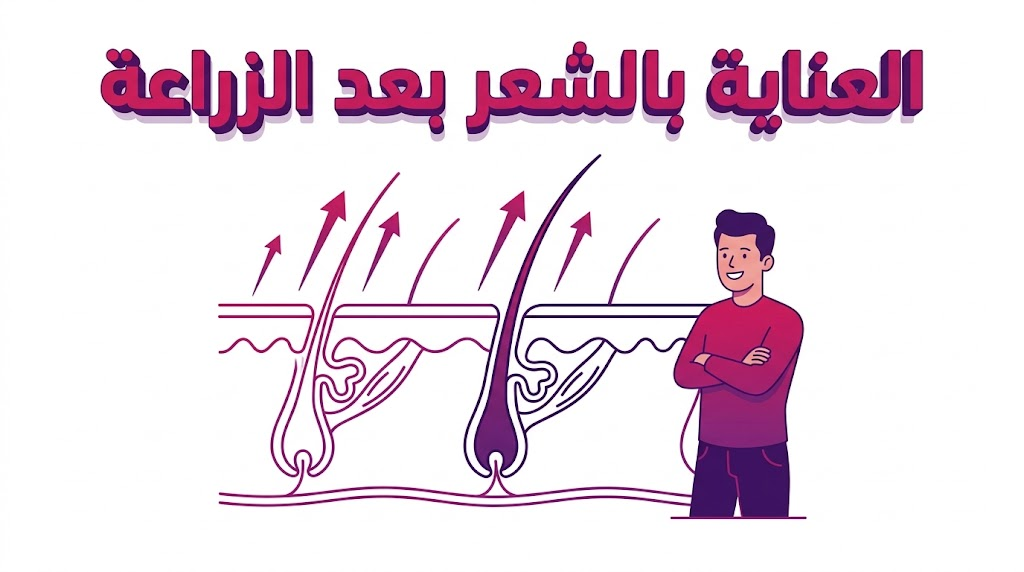 إنفوجرافيك طبي يوضح التشريح الداخلي لبصيلة الشعر وكيفية العناية بالشعر بعد الزراعة لضمان ثبات الجذور.