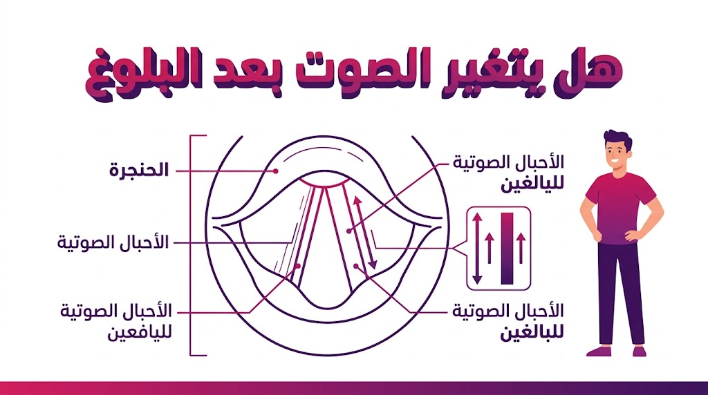  إنفوجرافيك طبي يوضح التشريح الداخلي للأحبال الصوتية وكيفية هل يتغير الصوت بعد البلوغ من الناحية العلمية.