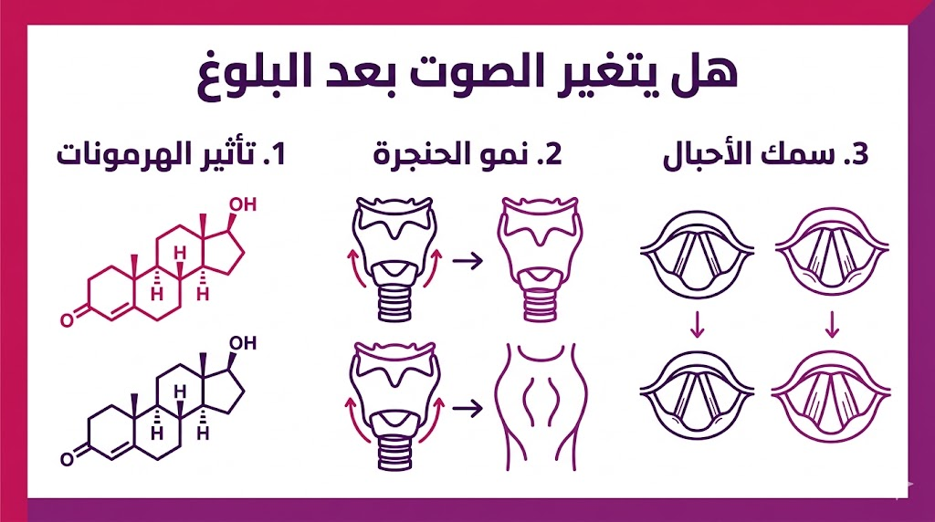 ملصق إنفوجرافيك تعليمي يشرح العوامل الثلاثة الرئيسية في هل يتغير الصوت بعد البلوغ: الهرمونات، الحنجرة، والأحبال الصوتية.